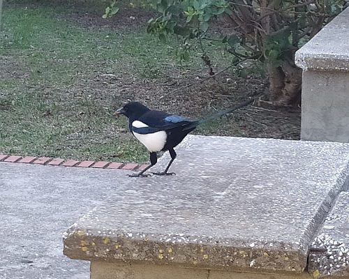 Urraca en Puerto Real