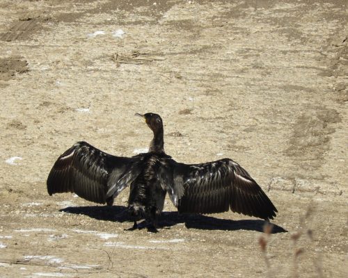 Cormorán en la antigua laguna de La janda
