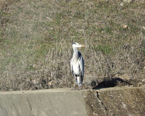 Garza real en la antigua laguna de La janda
