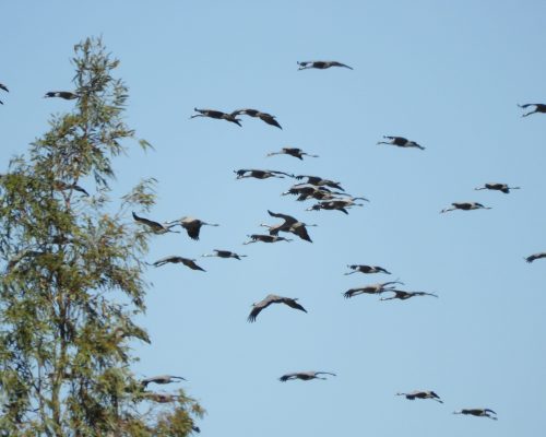 Grullas en la antigua laguna de La janda
