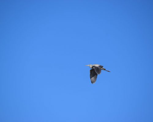 Garza real en la antigua laguna de La Janda