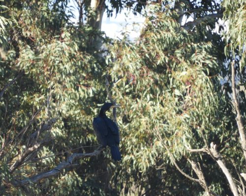 Cormorán en la antigua laguna de La Janda