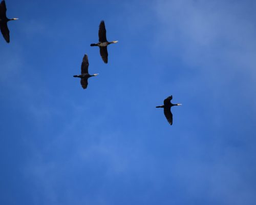 Cormoranes en la antigua laguna de La Janda