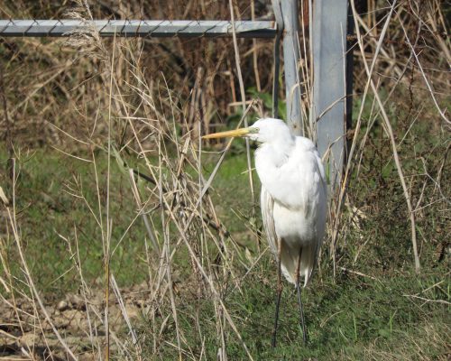 Garcilla bueyera en la antigua laguna de La Janda