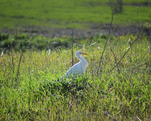 Garcilla bueyera en la marisma de Barbate