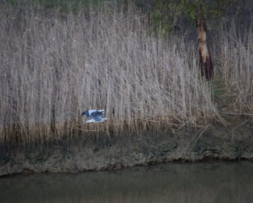 Garza real en la antigua laguna de La Janda