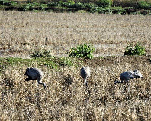 Grullas en la antigua laguna de La Janda