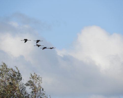 Grullas en la antigua laguna de La Janda