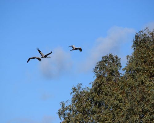 Grulla en la antigua laguna de La Janda