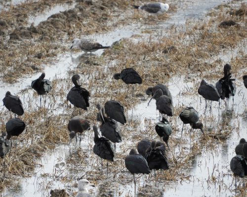 Moritos en la antigua laguna de la Janda