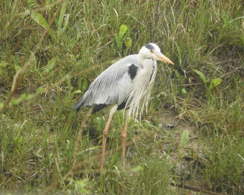 Garza real en La Barca de Vejer