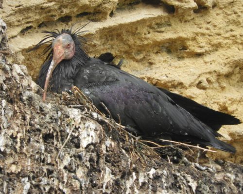 Ibis eremita en la Barca de Vejer de la Fra.