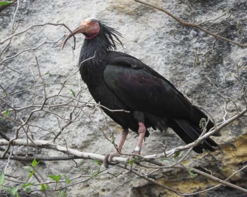 Ibis eremita en La Barca de Vejer de la Fra.