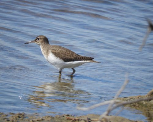 Andarríos en la marisma de Barbate