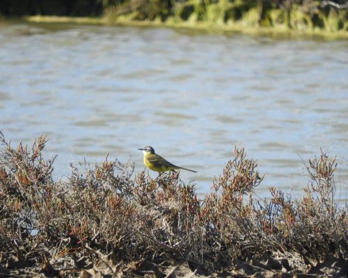 Lavandera boyera en la marisma de Barbate