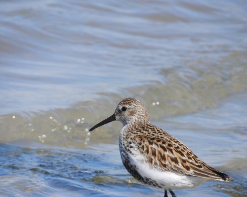 Andarríos bastardo en la marisma de Barbate