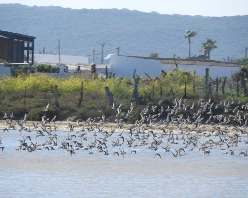 Andarríos en la marisma de barbate