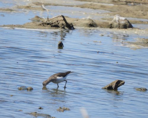 Andarríos en la marisma de Barbate