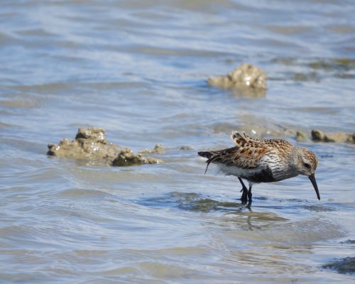 Andarríos en la marisma de Barbate