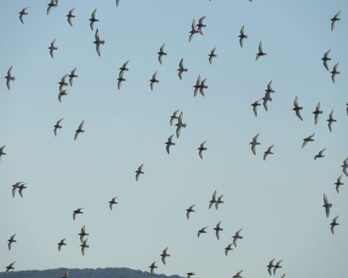 Andarríos en la marisma de Barbate
