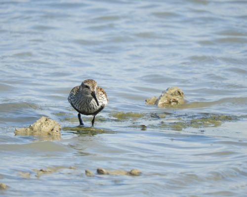 Andarríos en la marisma de Barbate
