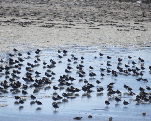 Andarríos en la marisma de Barbate