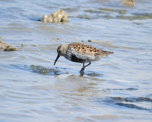 Andarríos en la marisma de Barbate