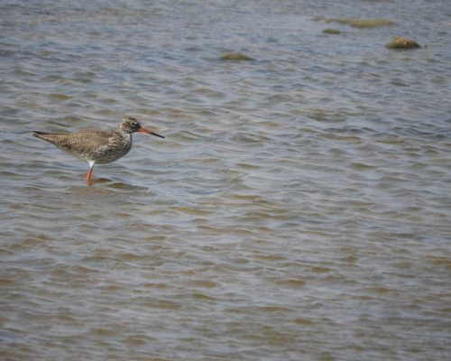 Archibebe en la marisma de Barbate