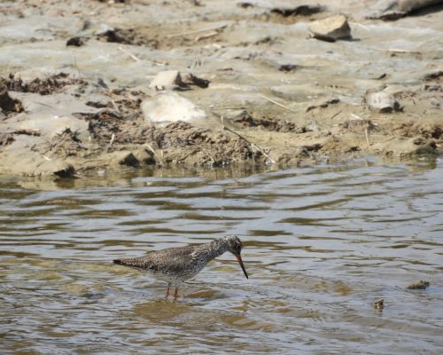 Archibebe en la marisma de Barbate