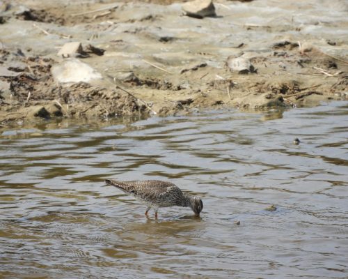 Archibebe en la marisma de Barbate