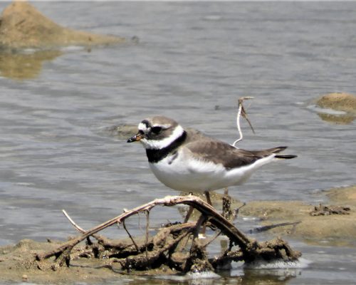 Chorlitejo en la marisma de Barbate