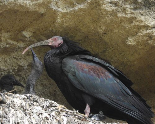 Ibis eremita en La Barca de Vejer