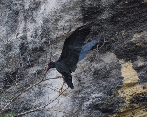 Ibis eremita en La Barca de Vejer de la Fra.