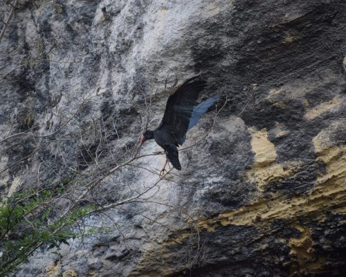 Ibis eremita en La Barca de Vejer de la Fra.