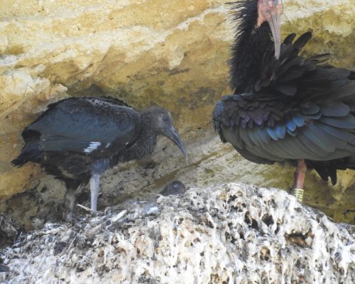 Ibis eremita en La Barca de Vejer