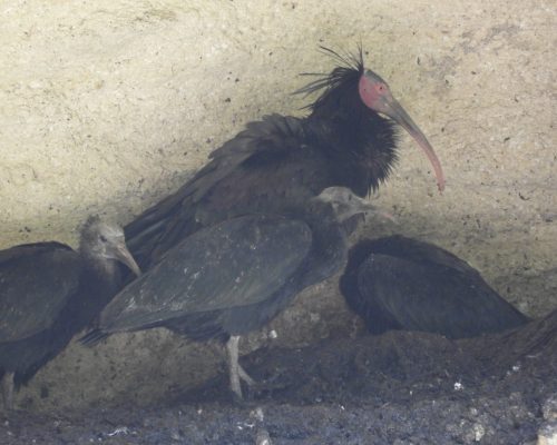 Ibis eremita en La barca de Vejer