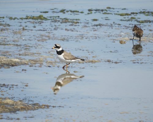 Chorlitejo en la marisma de Barbate
