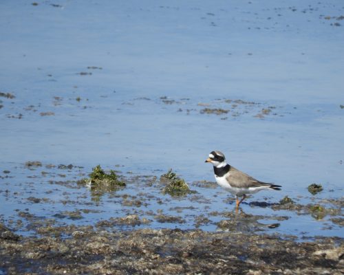 Chorlitejo en la marisma de Barbate
