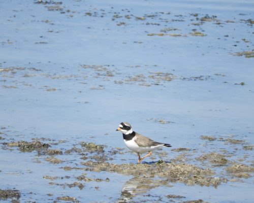 Chorlitejo en la marisma de Barbate