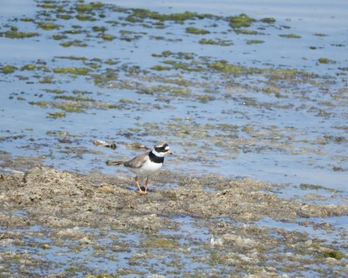 Chorlitejo en la marisma de Barbate
