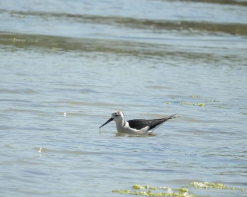 Cigüeñuela en la marisma de Barbate