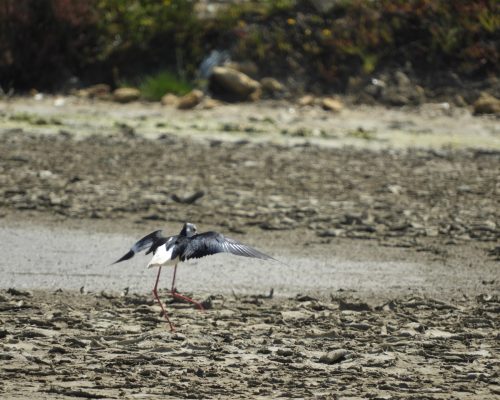Cigüeñuela en la marisma de Barbate