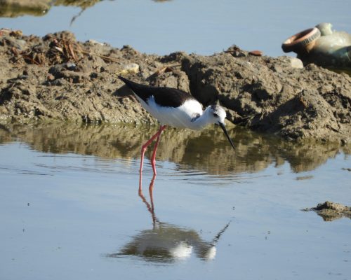 Cigüeñuela en la marisma de Barbate