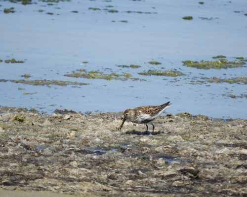 Correlimos común en la marisma de Barbate