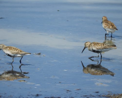 Correlimos común en la marisma de Barbate