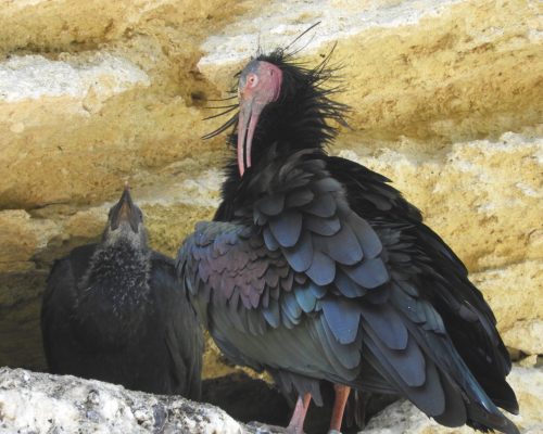 Ibis eremita en La Barca de Vejer