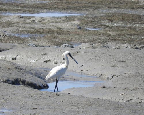 Espátula en la bahía de Cádiz