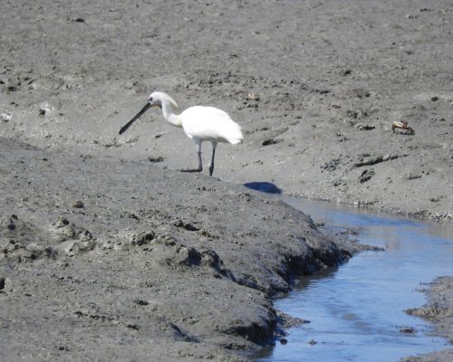 Espátula en la bahía de Cádiz