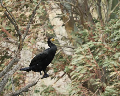 Cormorán en la antigua laguna de la Janda