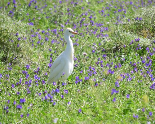 Garcilla bueyera en la marisma de Barbate